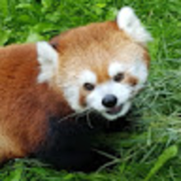 Meet your Posher, Jordan - Picture 1 of 1